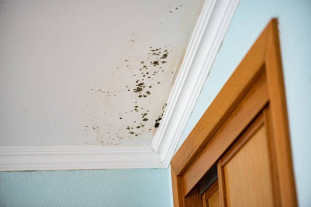 Best DIY Mold Remediation Support Services in Farmington, MO