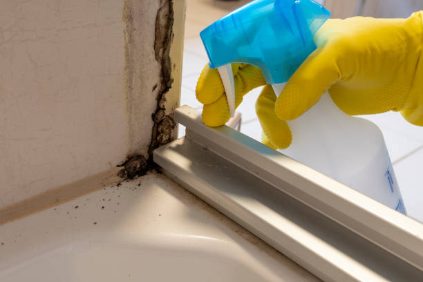 Best Black Mold Remediation in Farmington, MO