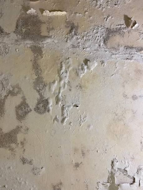 Best Industrial Mold Remediation in Farmington, MO