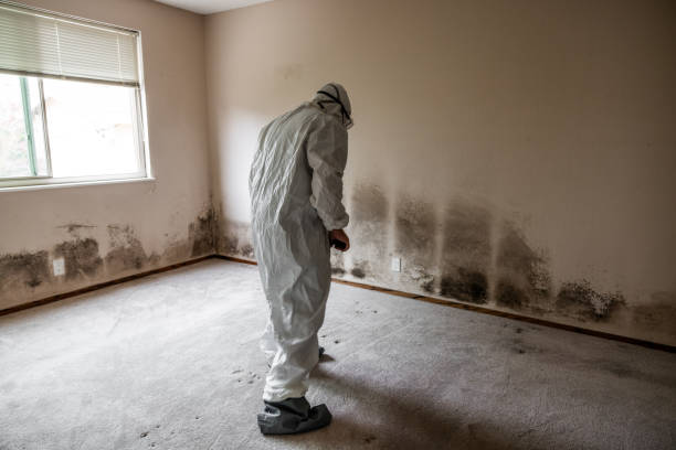 Best Attic Mold Remediation in Farmington, MO