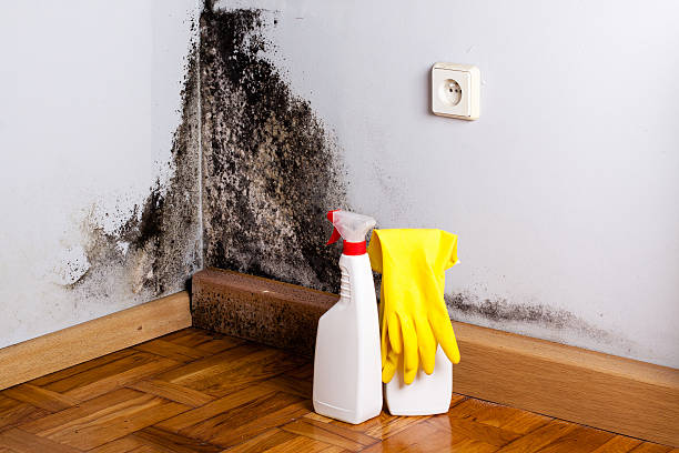 Best Kitchen Mold Remediation in Farmington, MO