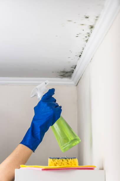 Best Basement Mold Remediation in Farmington, MO