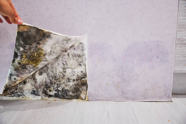 Best Commercial Mold Remediation in Farmington, MO